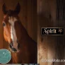 Custom Horse Name Signs